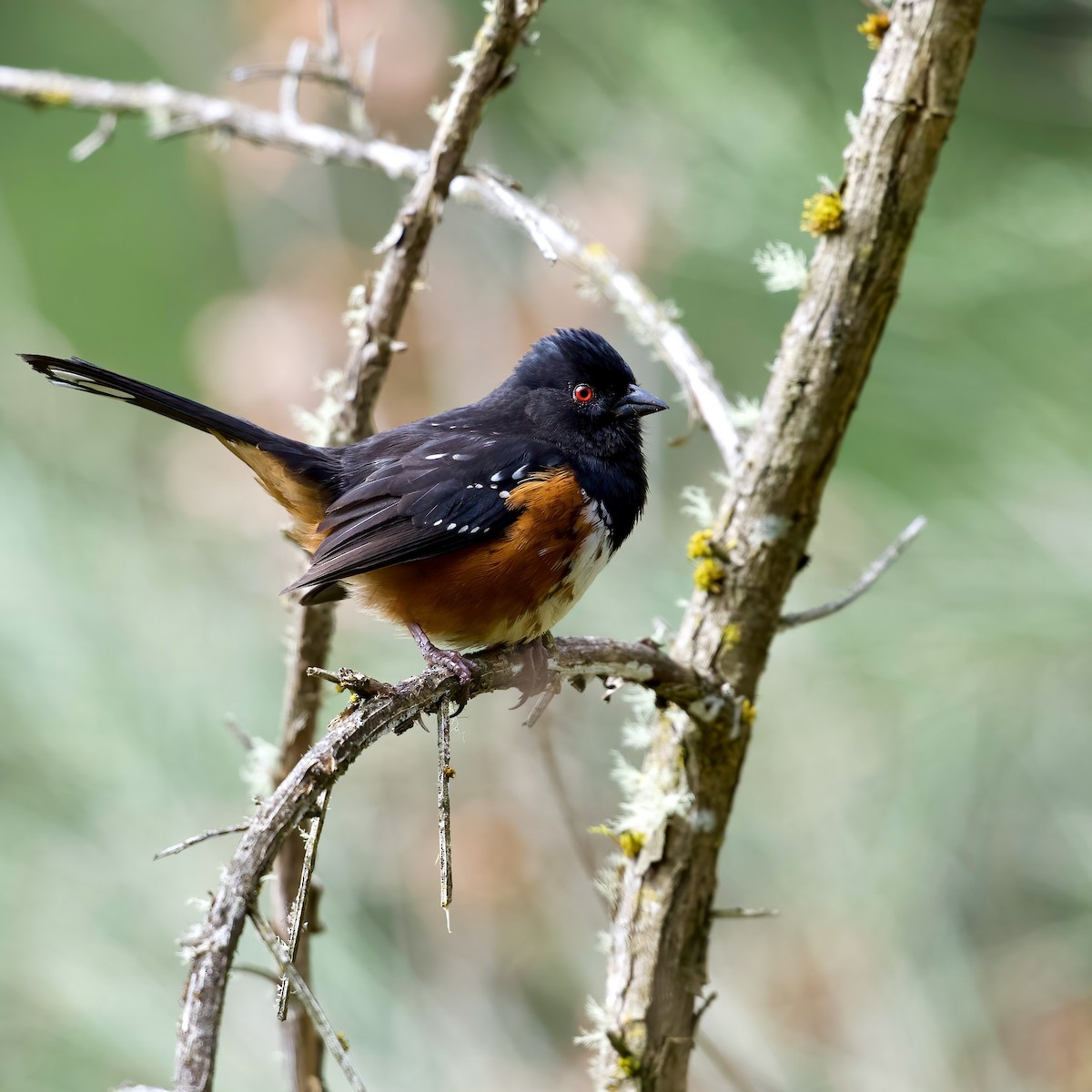 Spotted Towhee - ML617190490