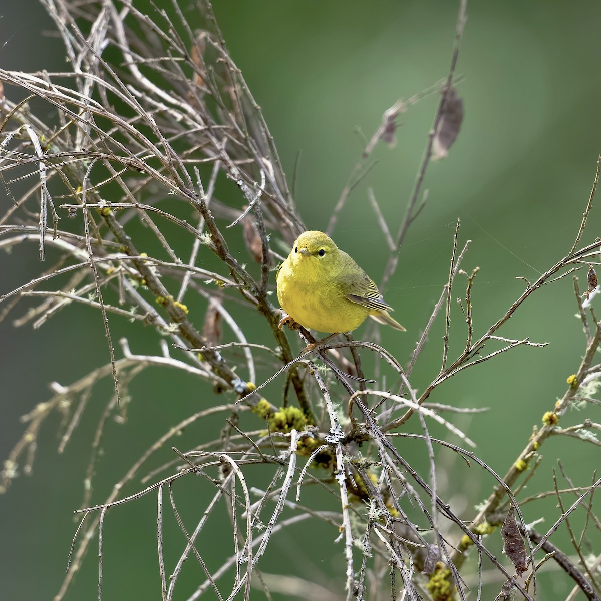 Orange-crowned Warbler - Katherine Frost