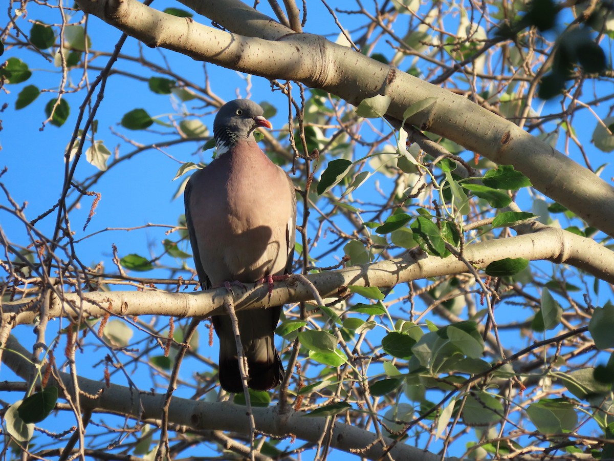 Common Wood-Pigeon - ML617190510