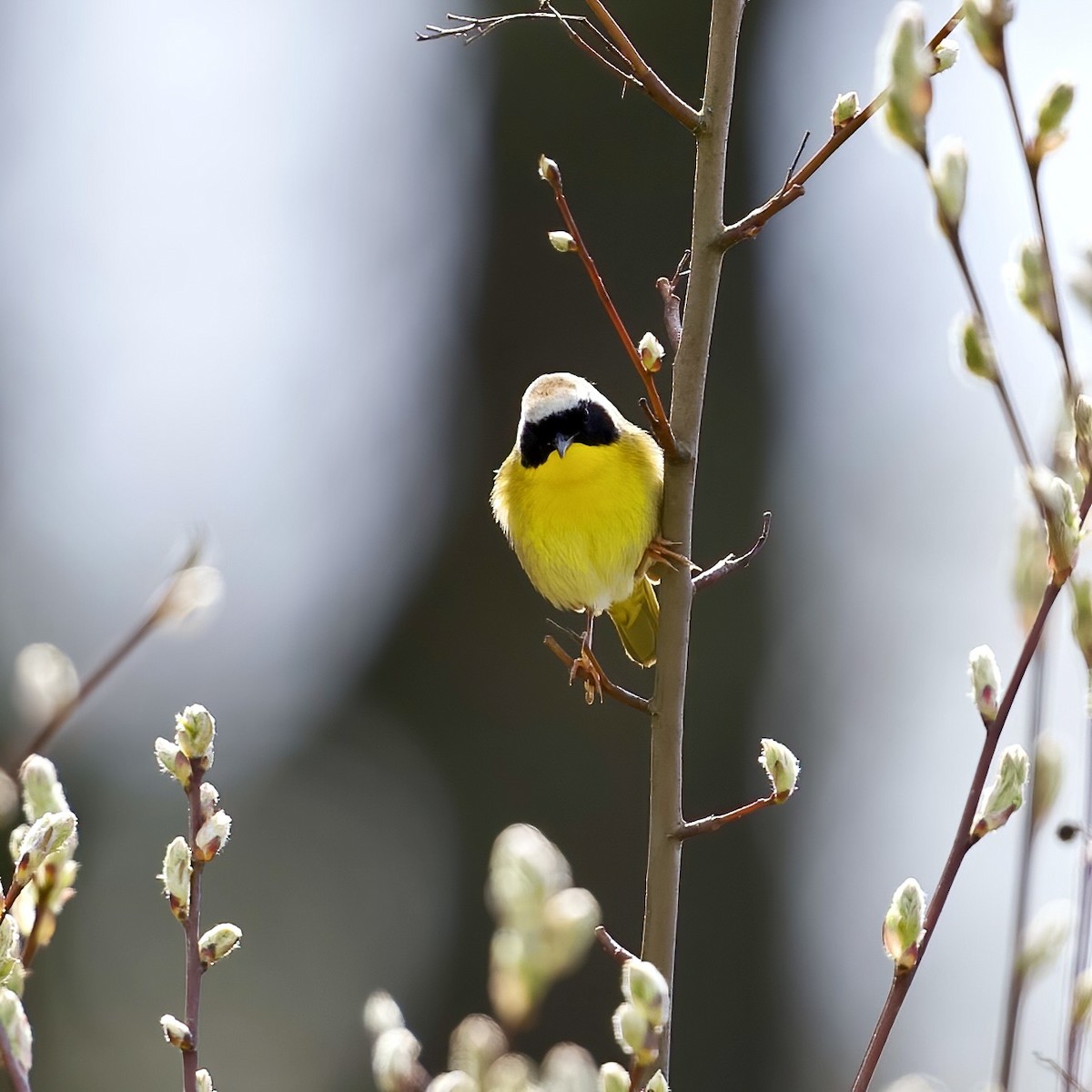 Common Yellowthroat - ML617190516