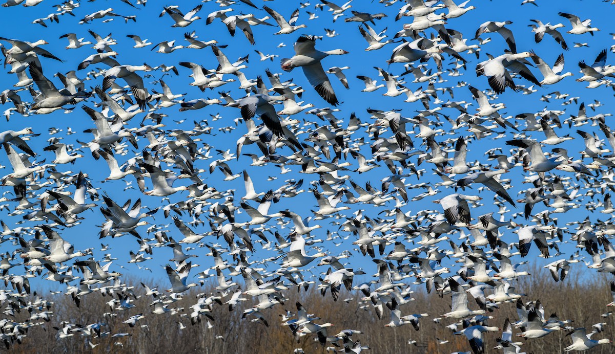 Snow Goose - Frederik Gustavsson