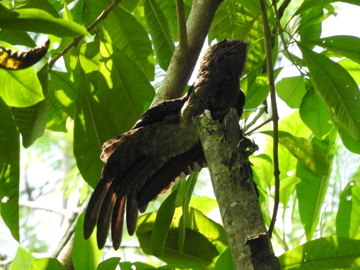 Common Potoo - Julio P