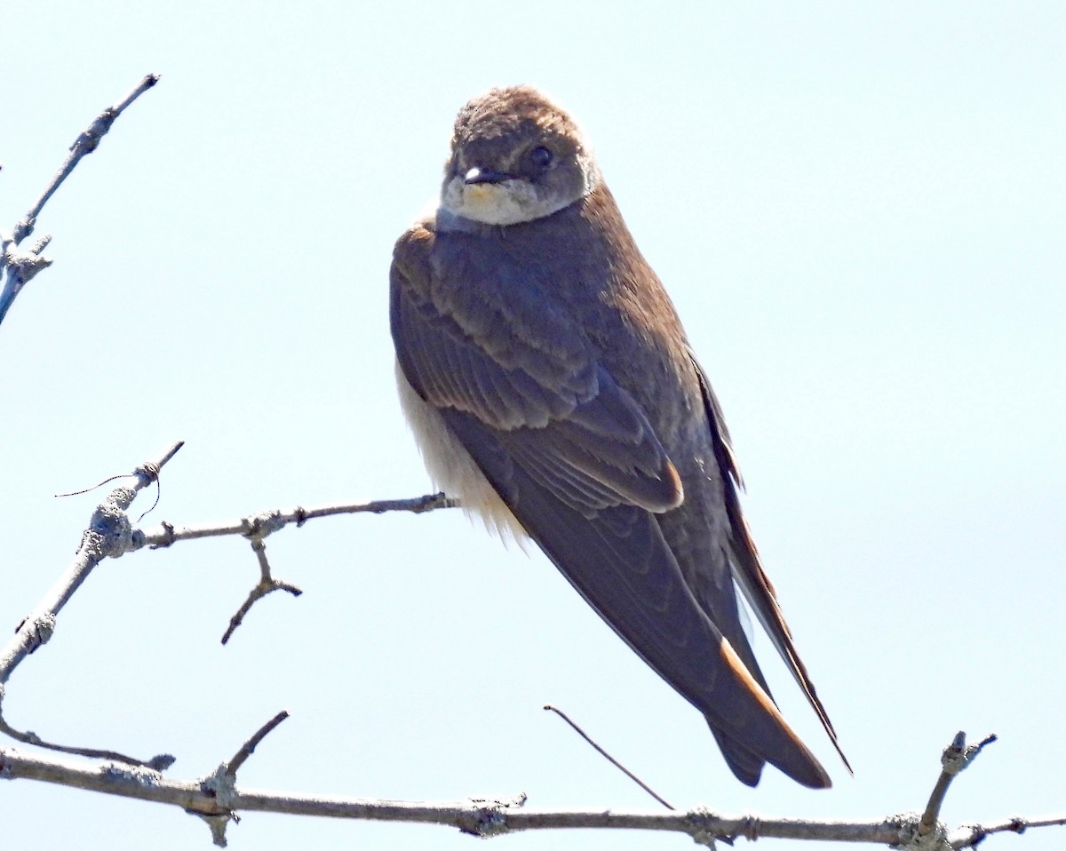 Northern Rough-winged Swallow - ML617190628