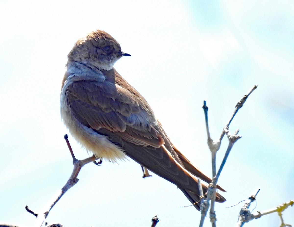 Northern Rough-winged Swallow - ML617190629