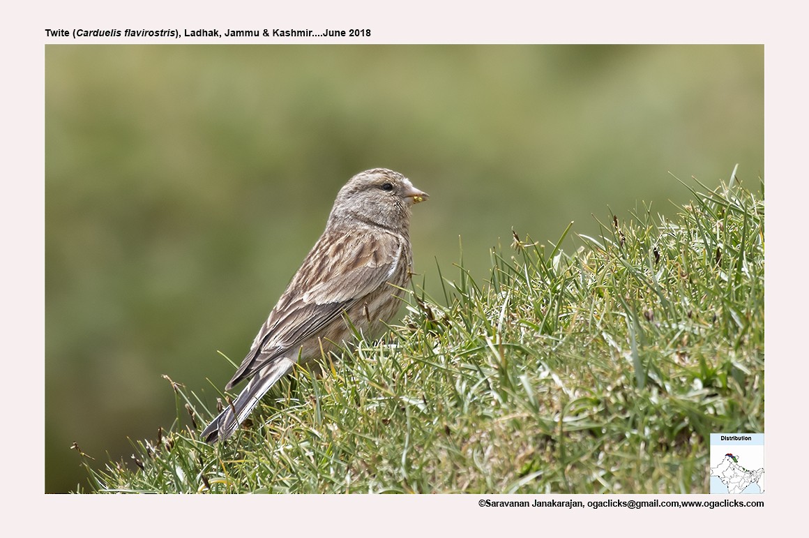 Twite - ML617190638