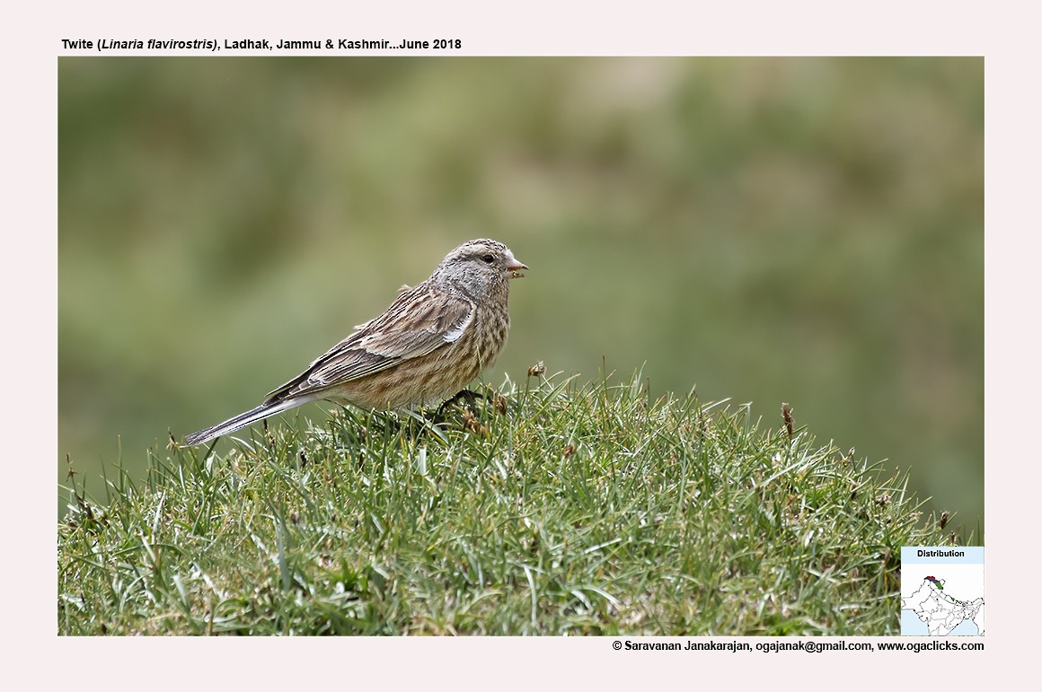 Twite - ML617190639