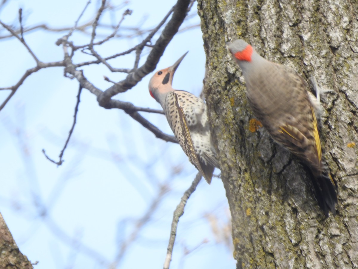 Northern Flicker - Cathy Arnold