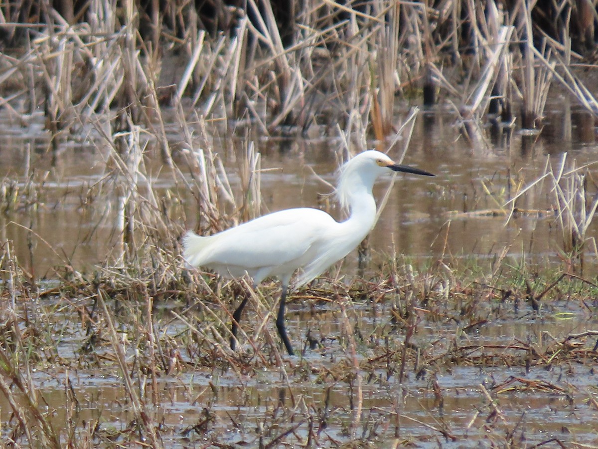 Snowy Egret - ML617190706