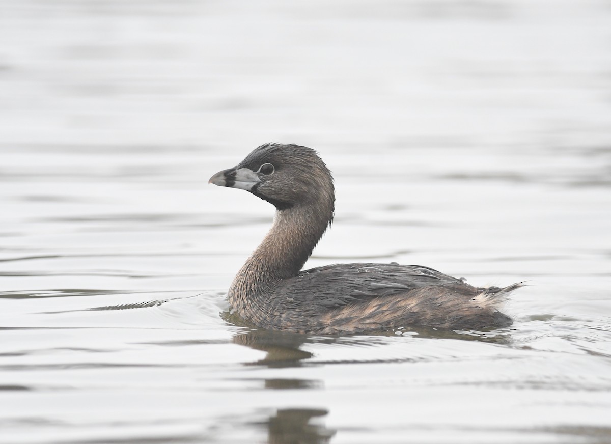 Pied-billed Grebe - ML617190713