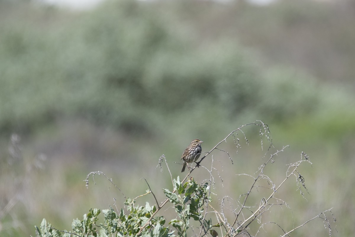 Savannah Sparrow - ML617190722