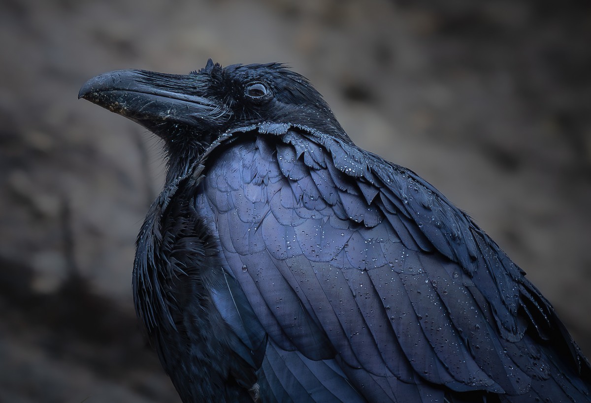 Common Raven - Griffin Marti