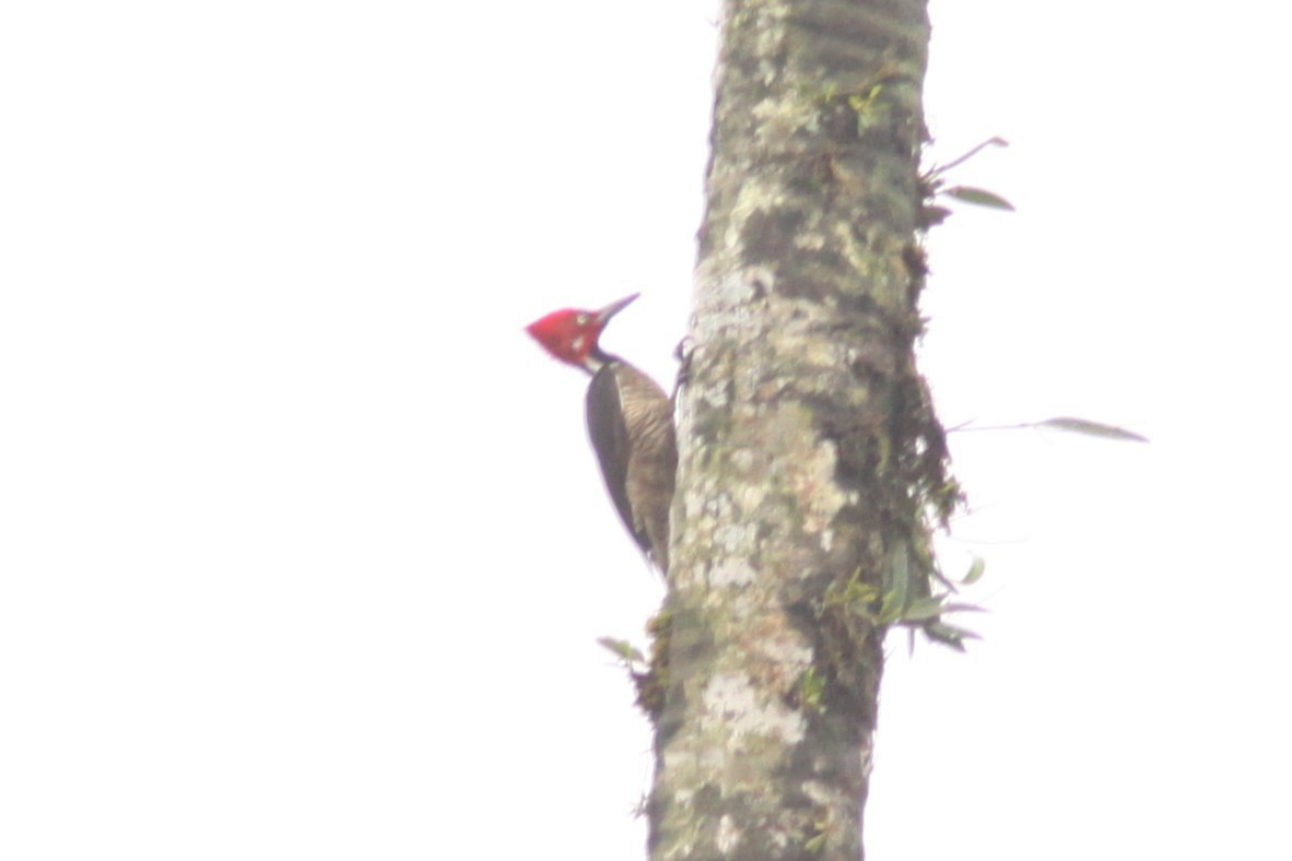 Guayaquil Woodpecker - Brad Benter
