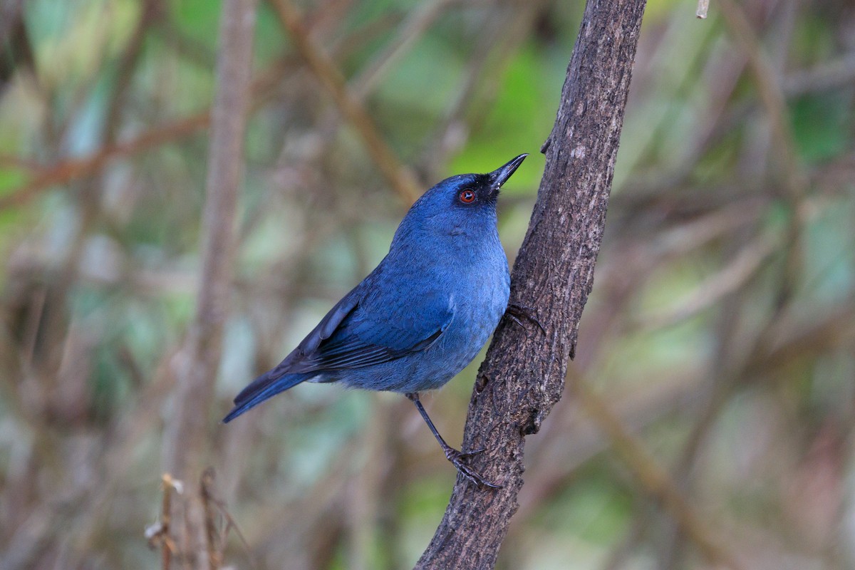 Bluish Flowerpiercer - Oscar David Solano