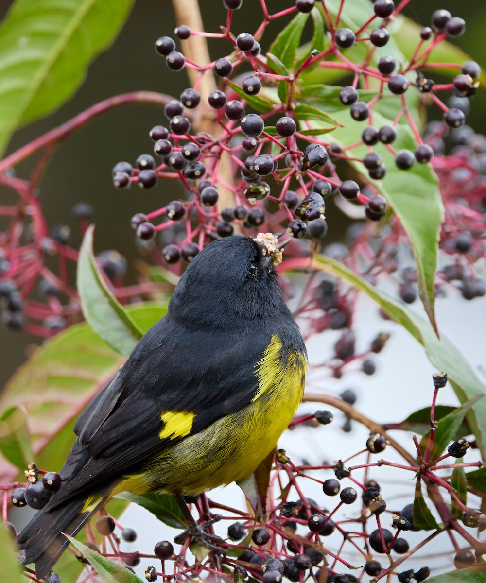 Yellow-bellied Siskin - Barbara S