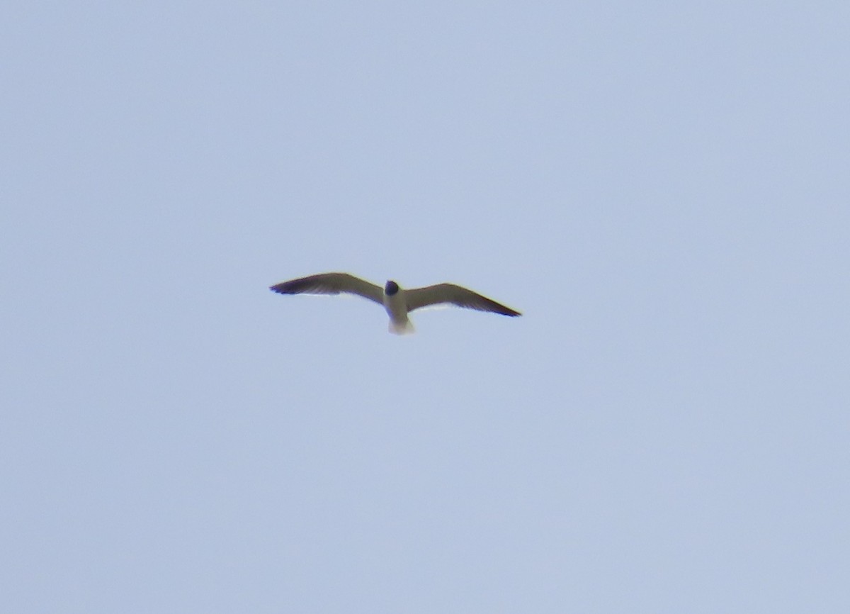 Mouette atricille - ML617190778
