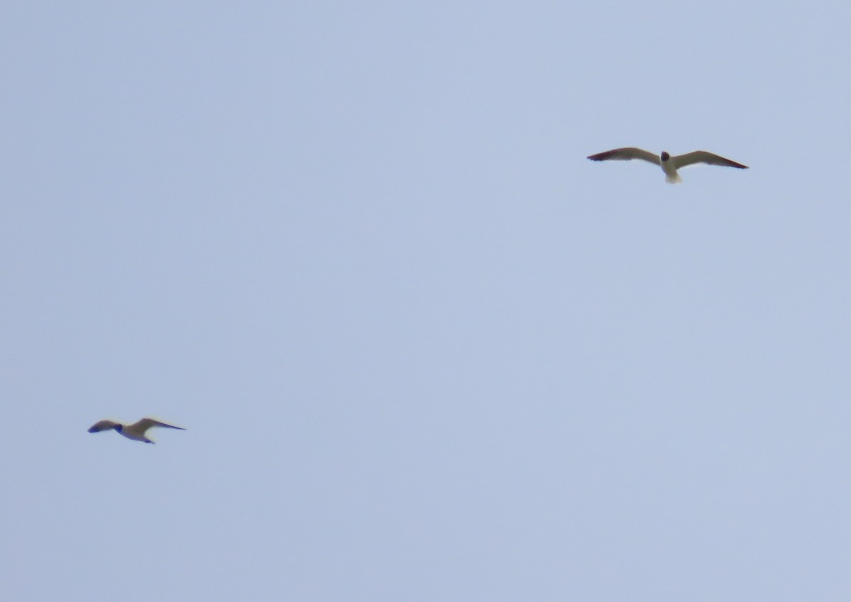 Mouette atricille - ML617190779