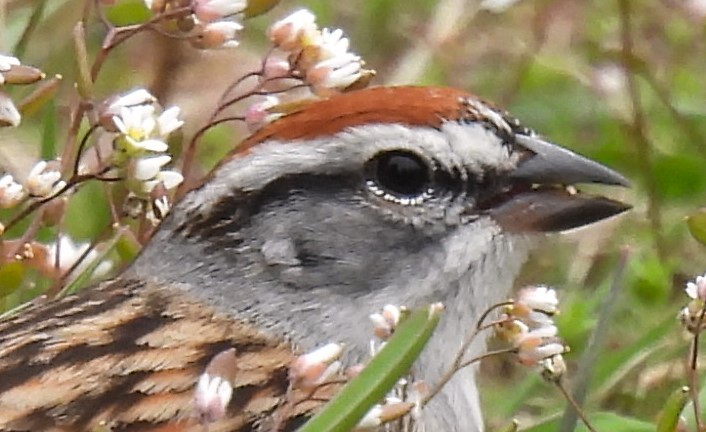 Chipping Sparrow - Carol Baird Molander