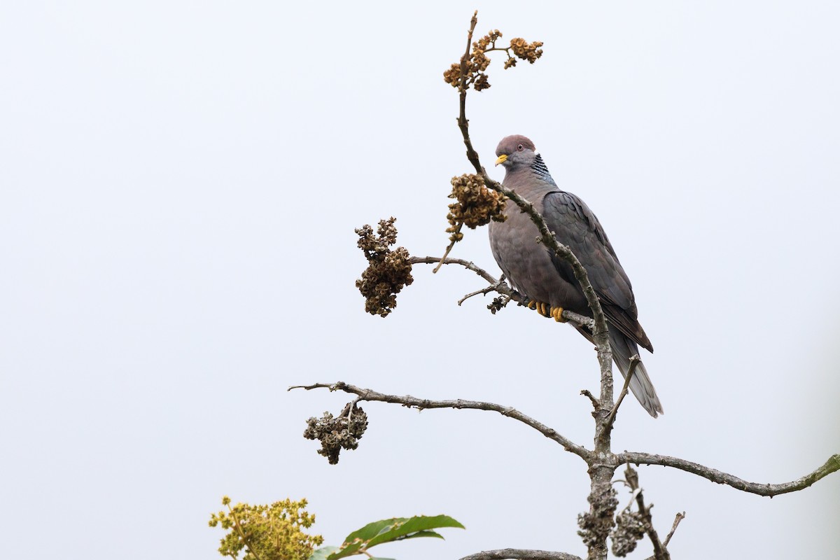 Band-tailed Pigeon - Oscar David Solano