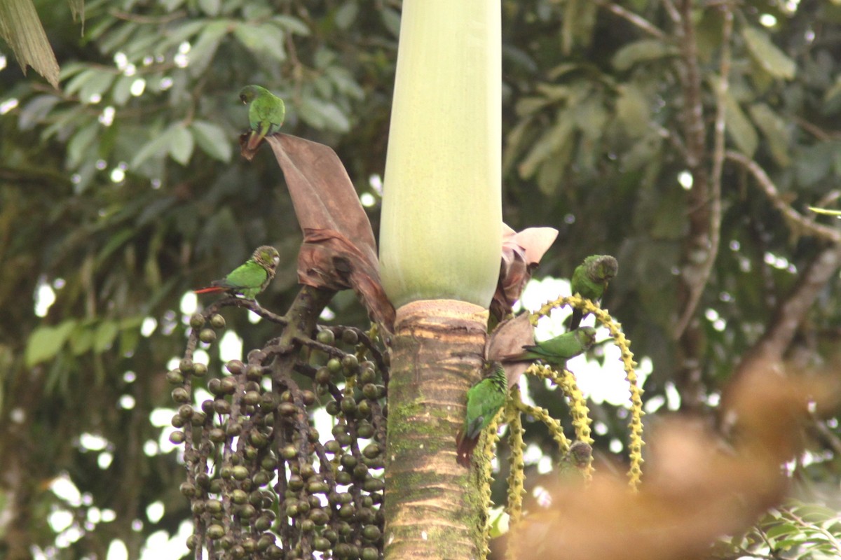 Maroon-tailed Parakeet - Brad Benter