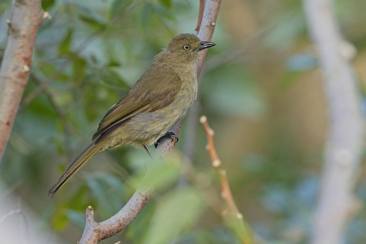 Sombre Greenbul - Xabier Vázquez Pumariño