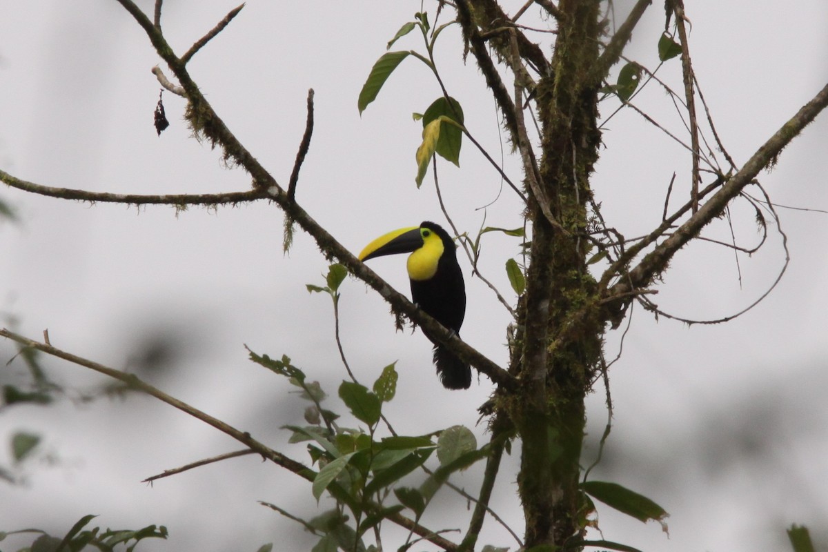 Choco Toucan - Brad Benter