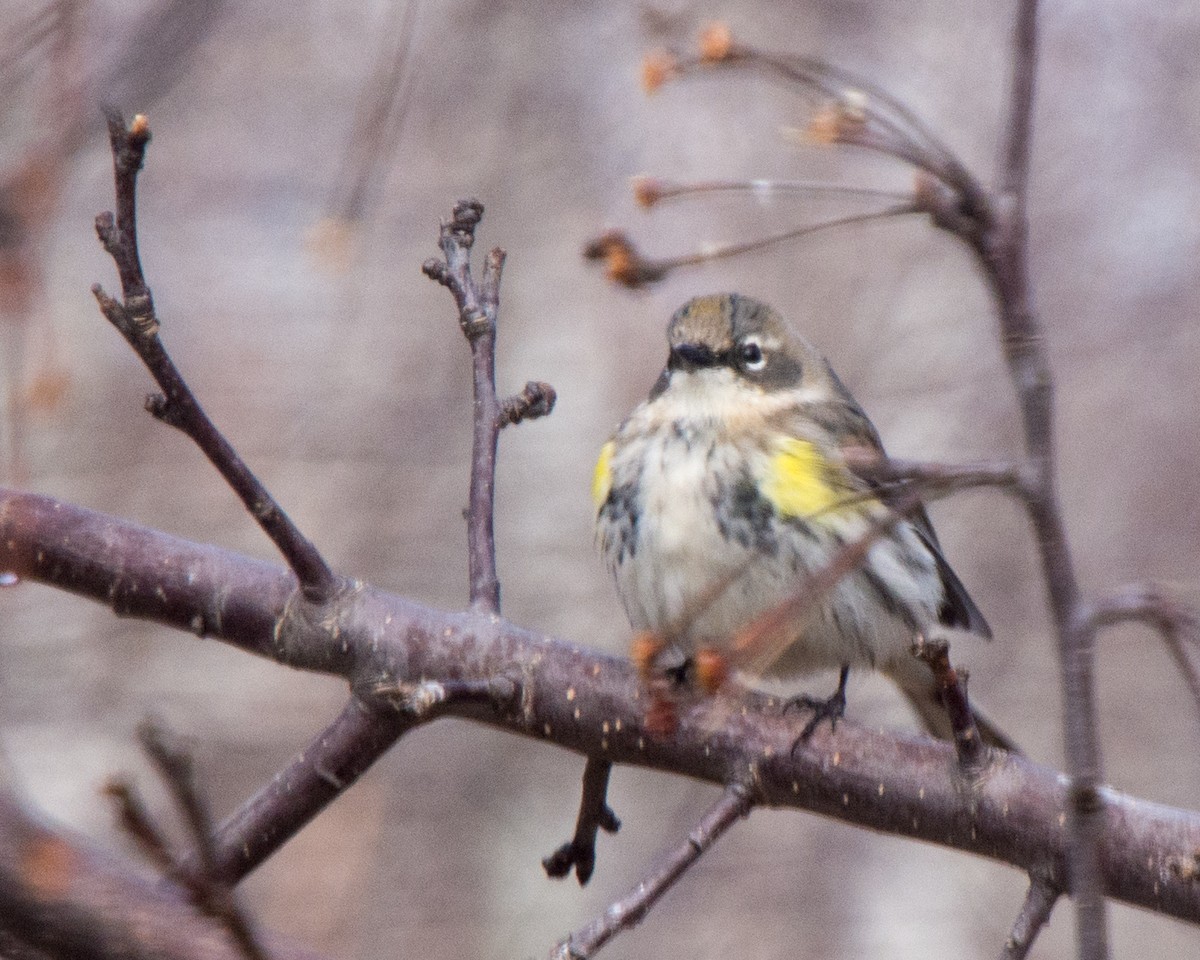 Yellow-rumped Warbler (Myrtle) - ML617190891