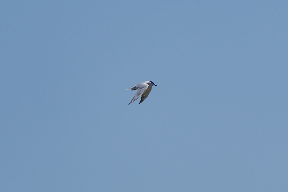 Gull-billed Tern - Keegan Burke