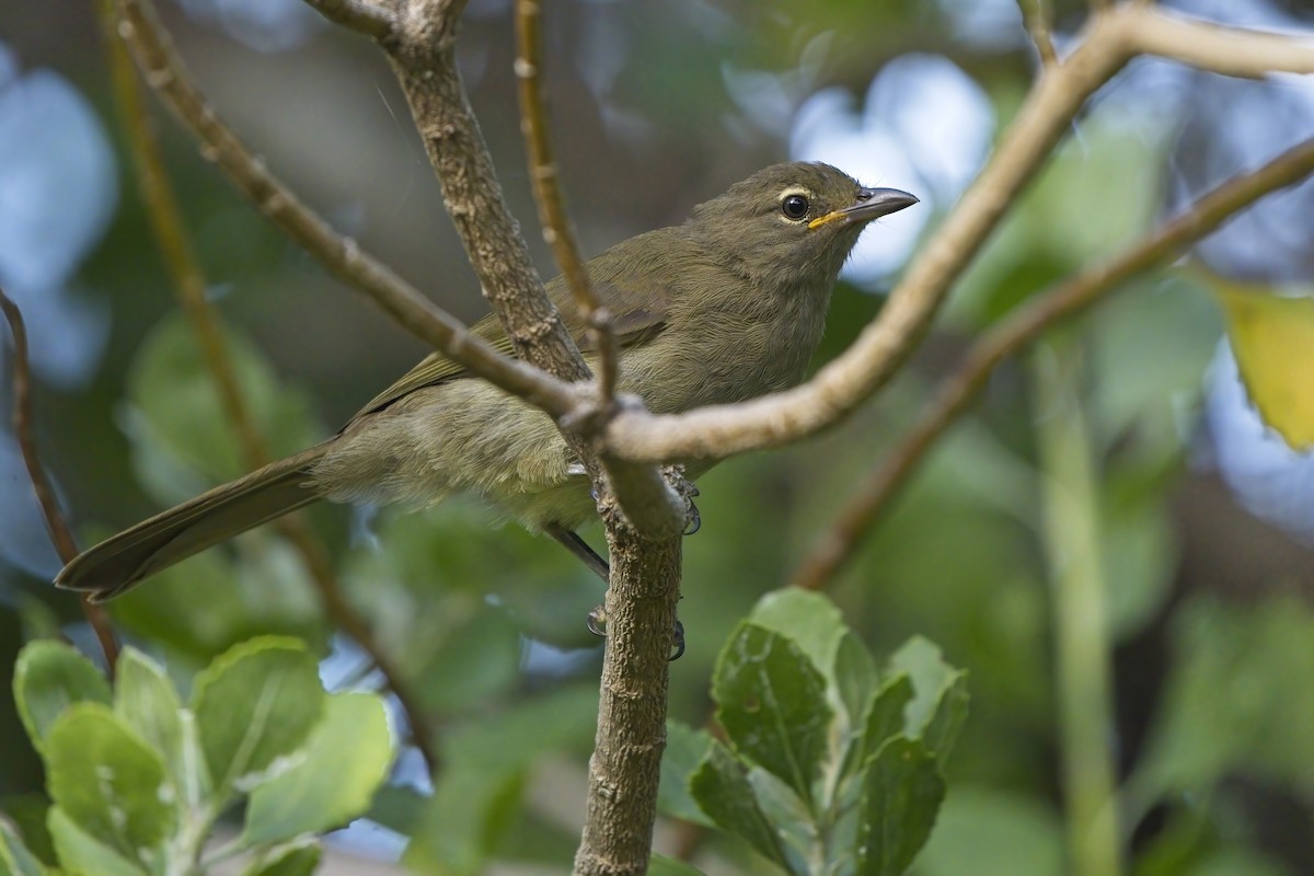 Sombre Greenbul - Xabier Vázquez Pumariño