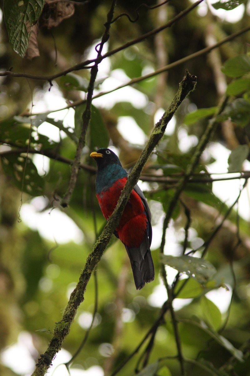 Blue-tailed Trogon - ML617190964