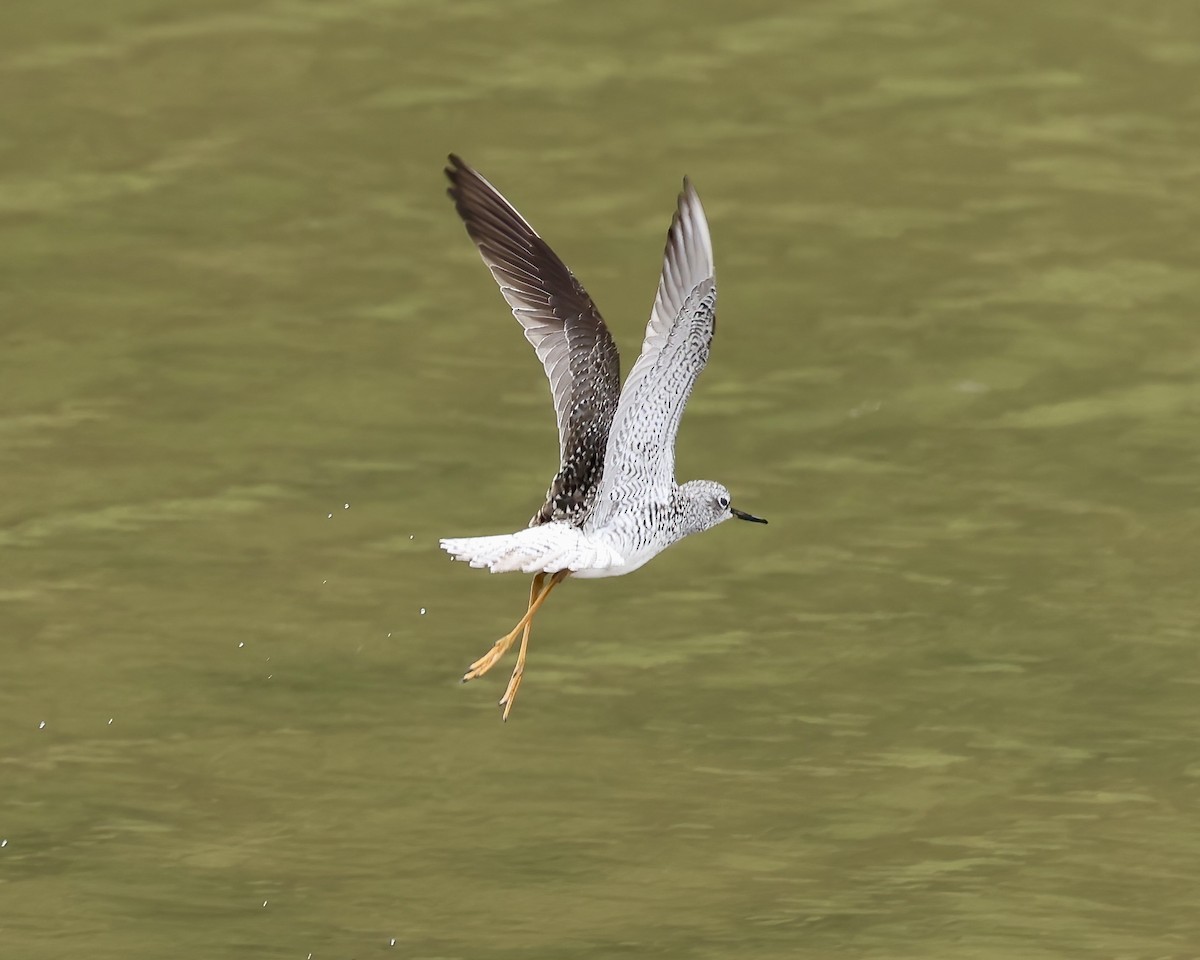 Lesser Yellowlegs - ML617190971