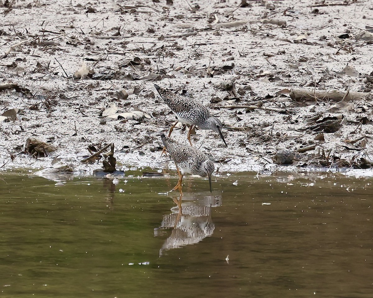 Lesser Yellowlegs - ML617190972