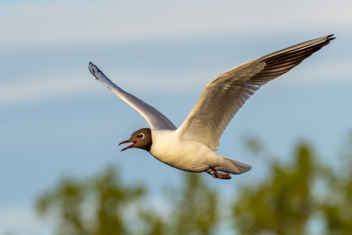 Black-headed Gull - ML617190978