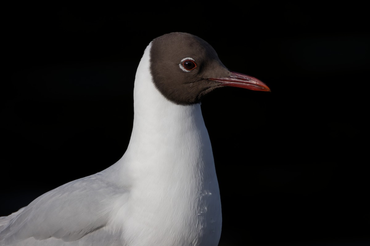 Black-headed Gull - ML617190979