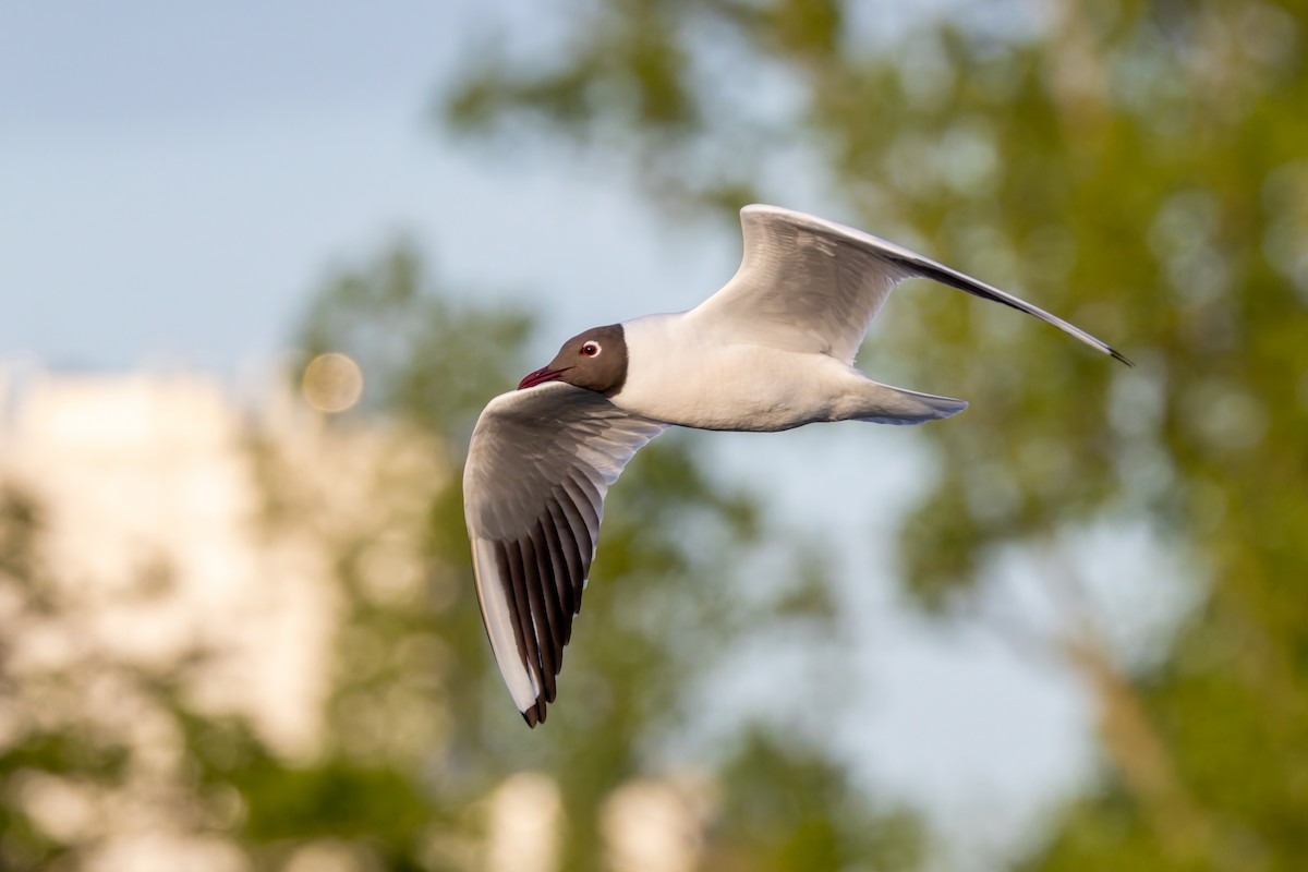 Black-headed Gull - ML617190980