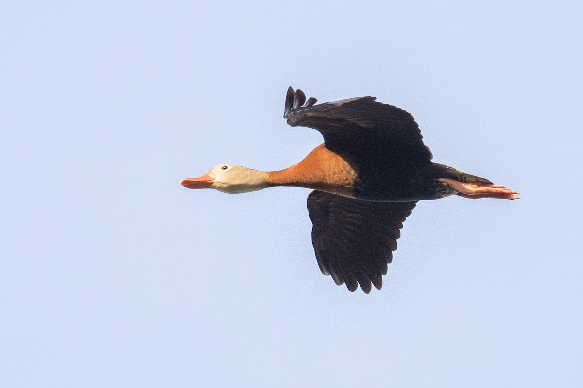Black-bellied Whistling-Duck - ML617190988