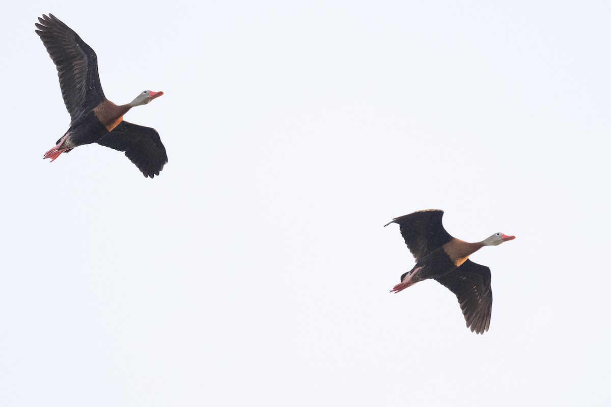 Black-bellied Whistling-Duck - ML617190989