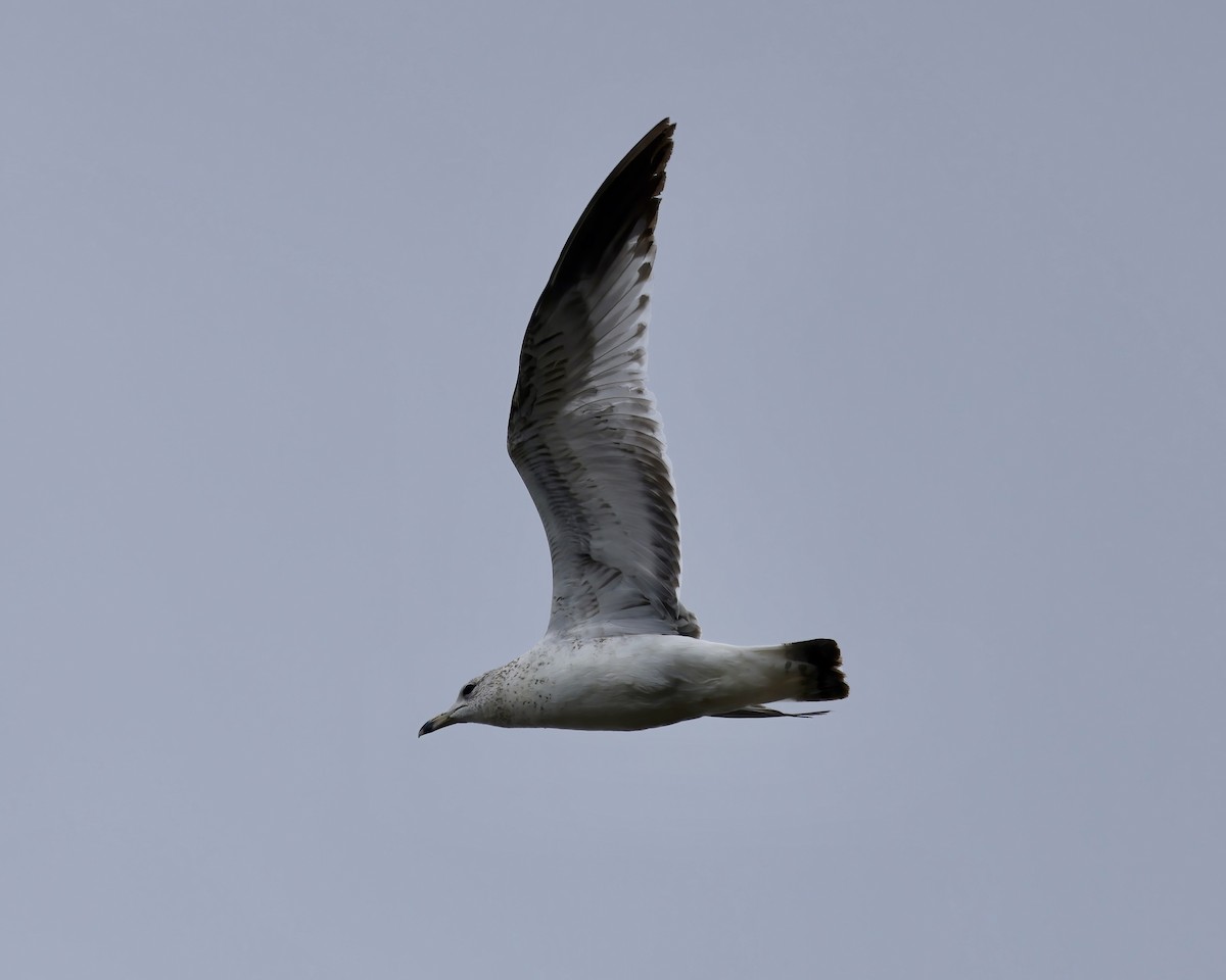 Ring-billed Gull - ML617190992