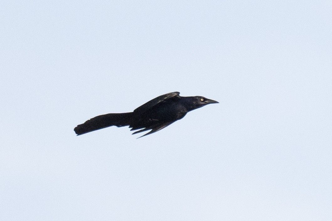 Great-tailed Grackle - ML617190993