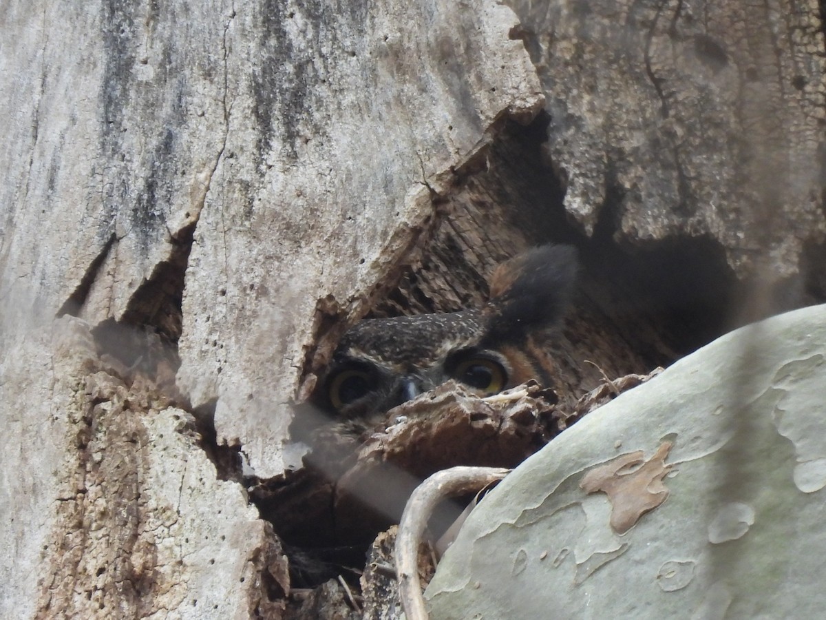 Great Horned Owl - ML617190994