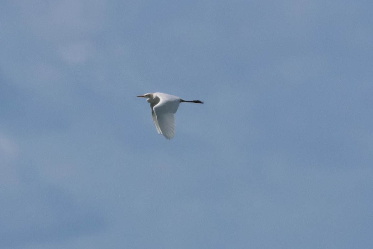 Yellow-billed Egret - Alexandre Hespanhol Leitão