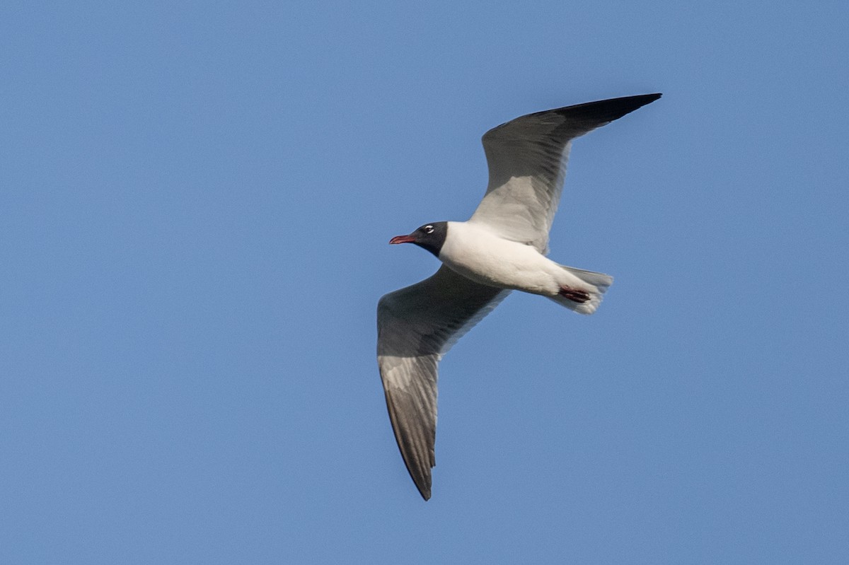 Laughing Gull - ML617190999