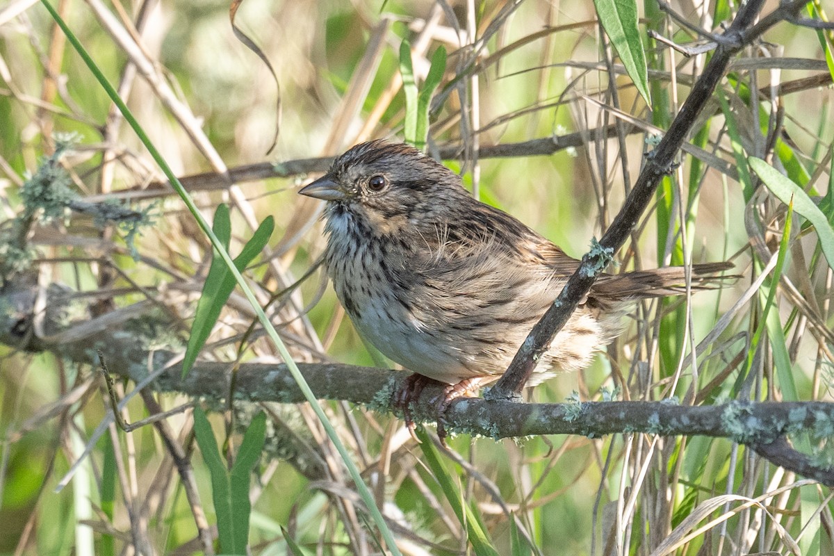 Lincoln's Sparrow - ML617191005