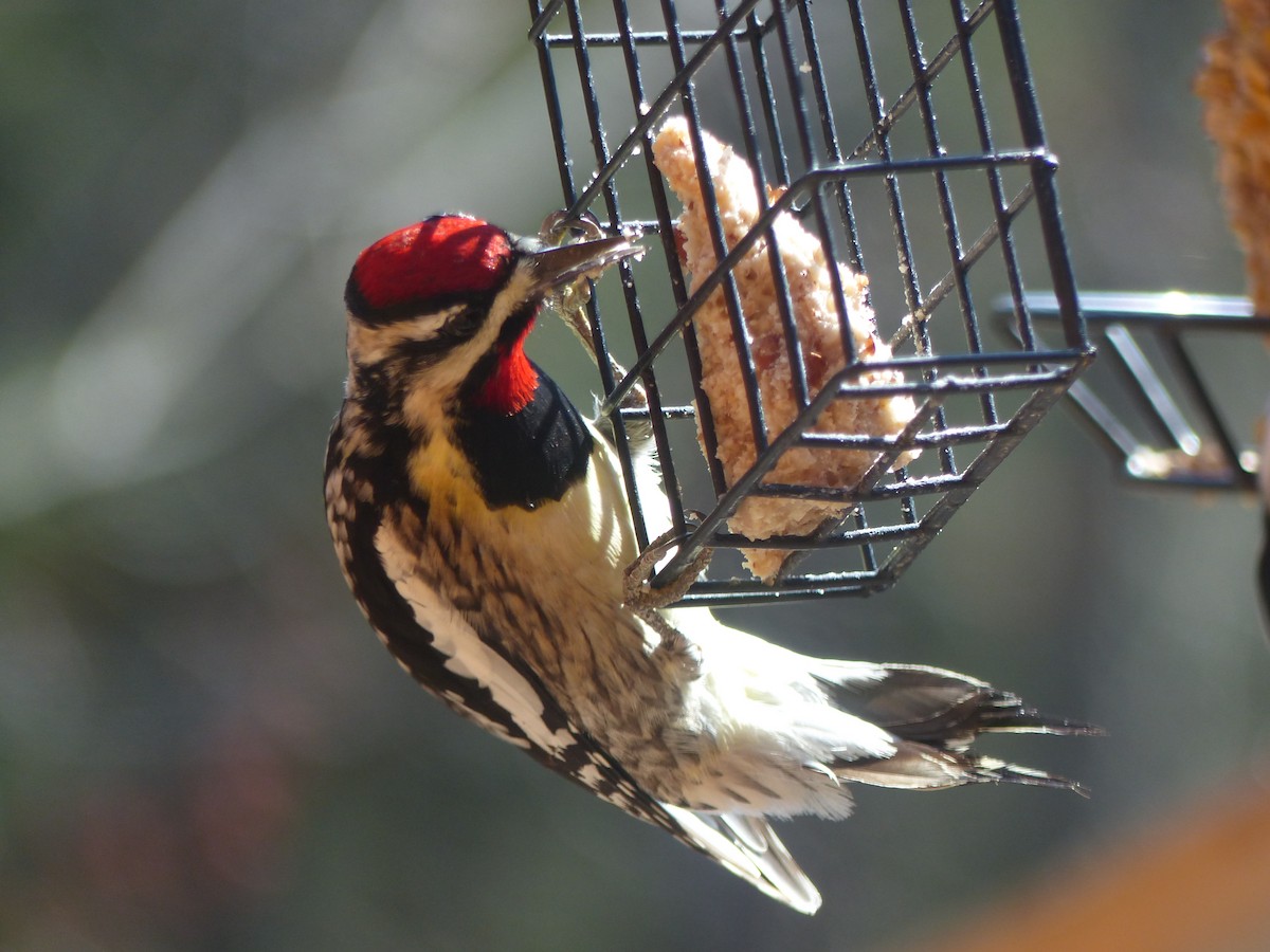 Yellow-bellied Sapsucker - Nancy Auer