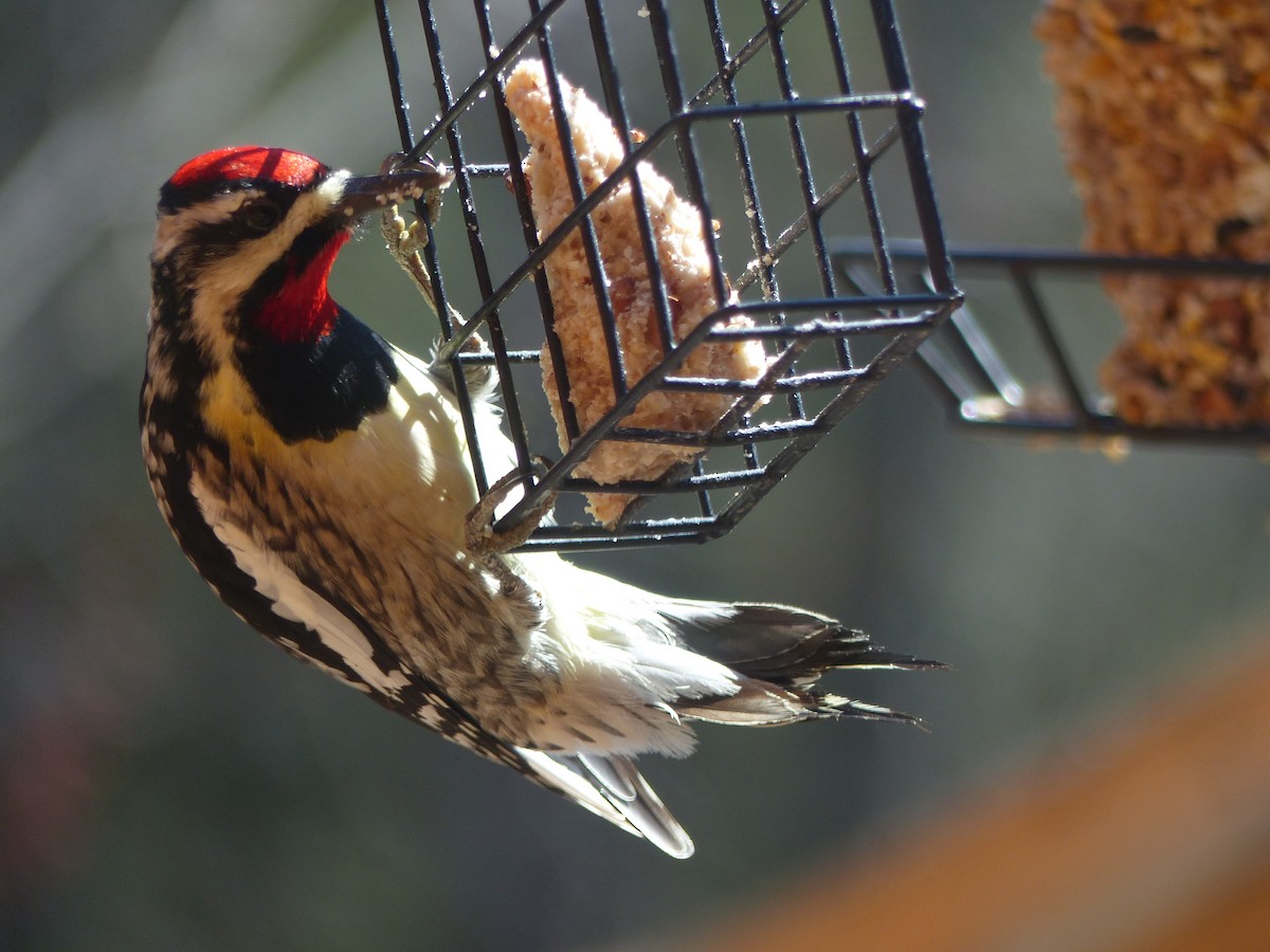 Yellow-bellied Sapsucker - Nancy Auer