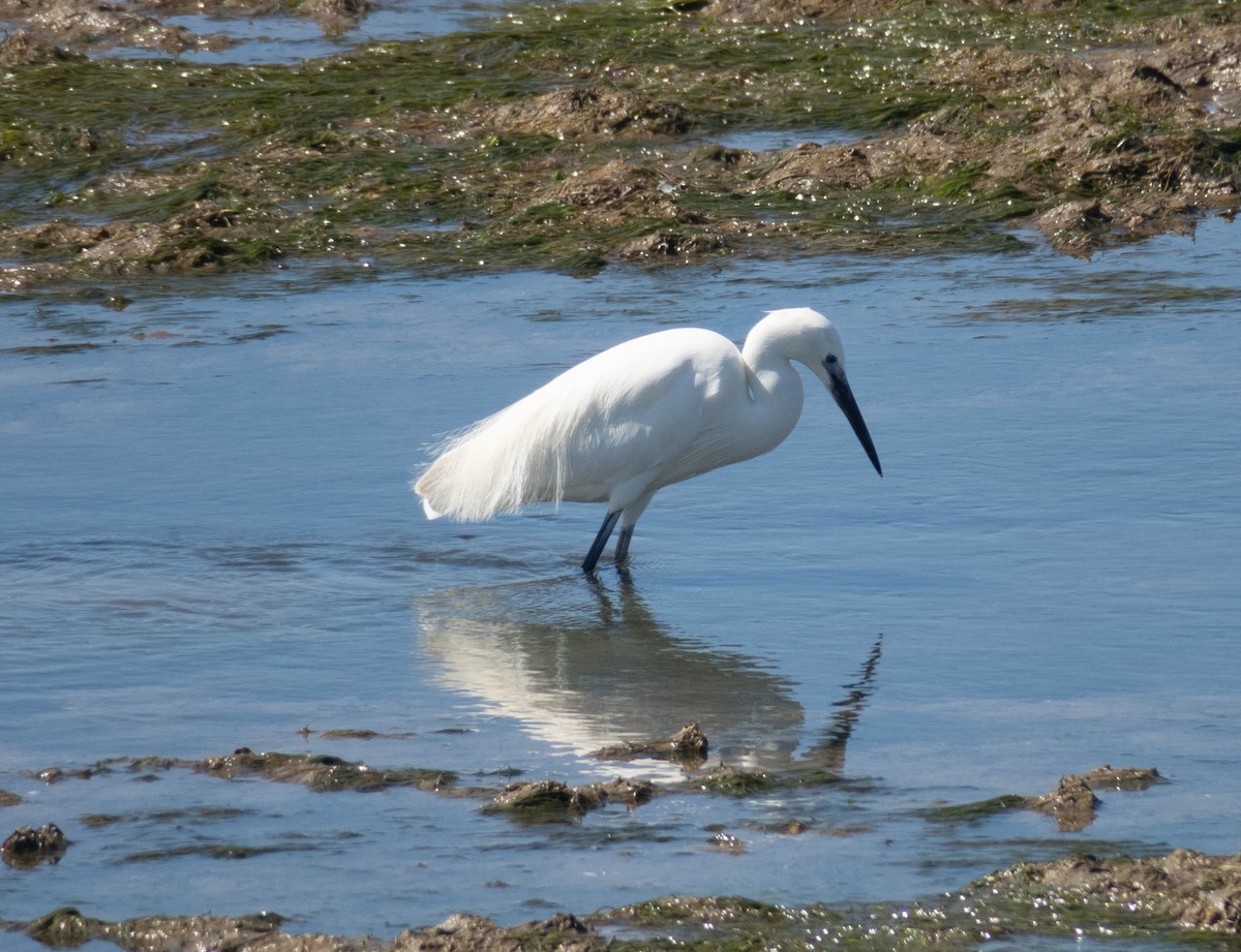 Little Egret - ML617191020