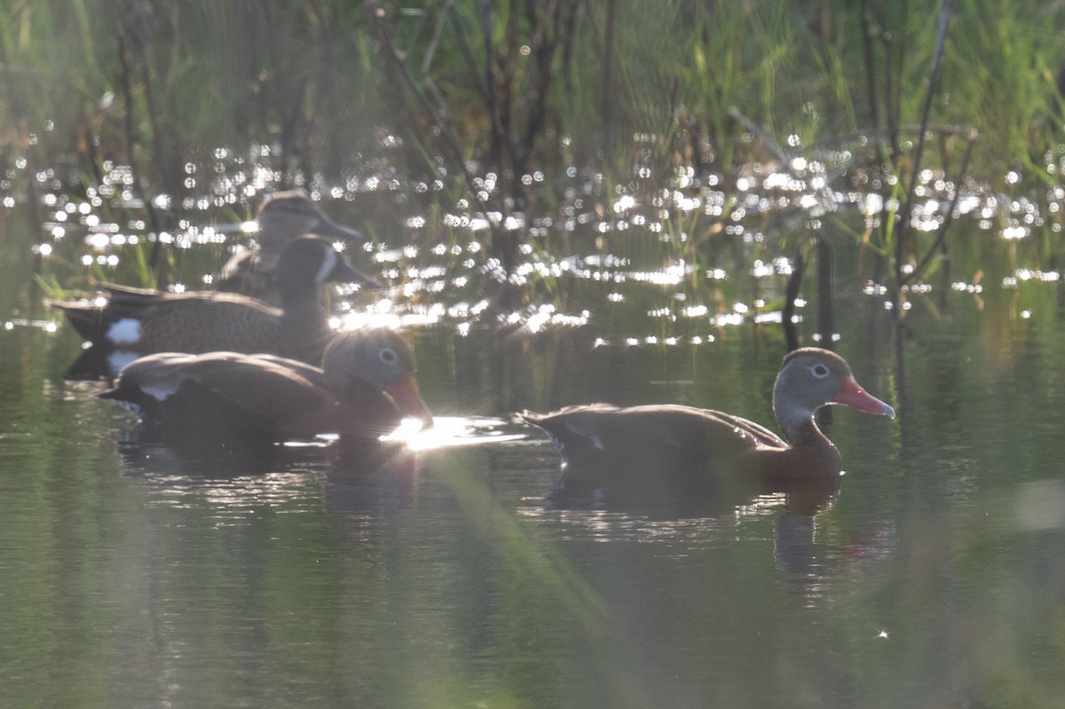 Black-bellied Whistling-Duck - ML617191021