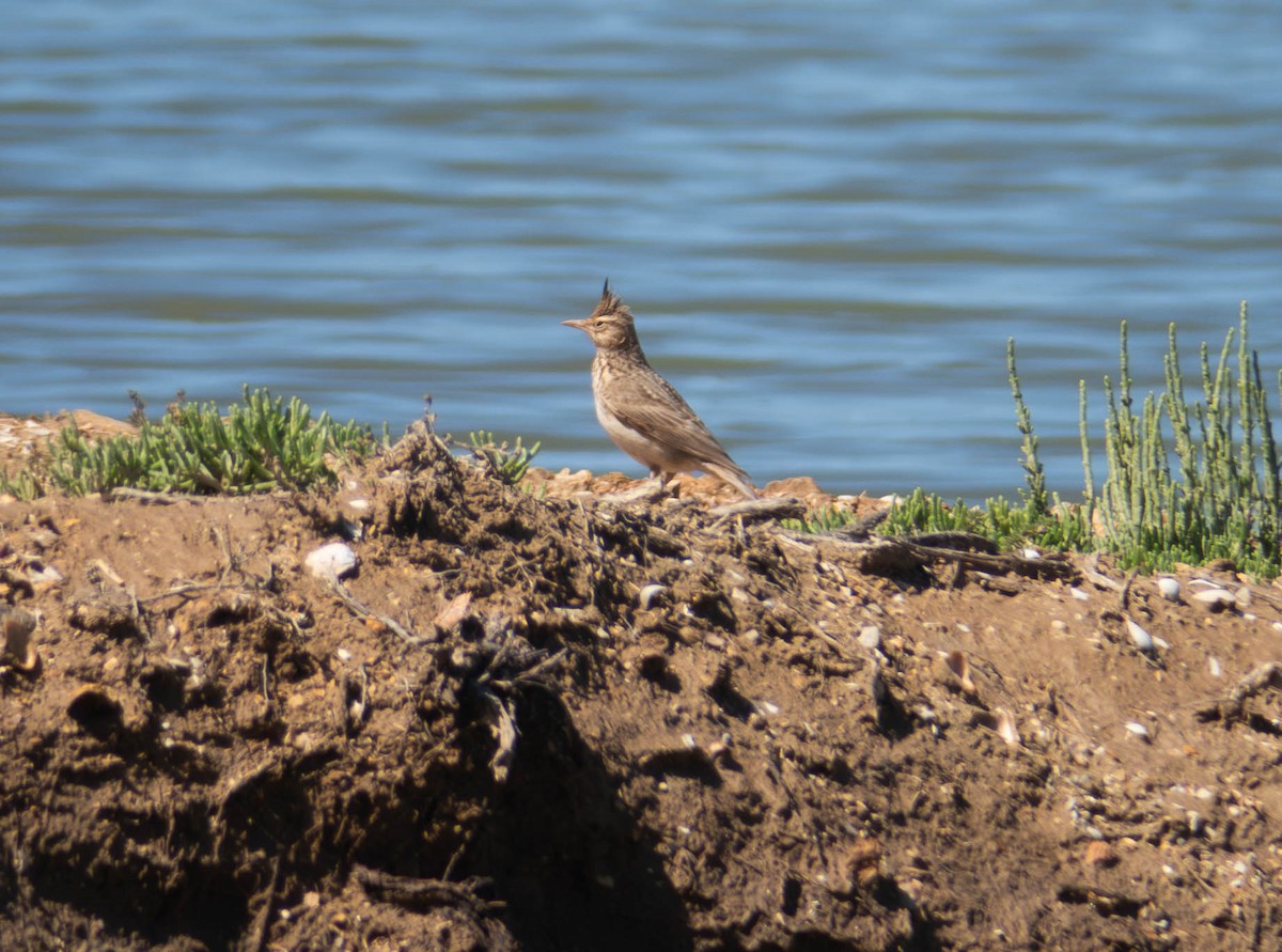 Crested Lark - ML617191031