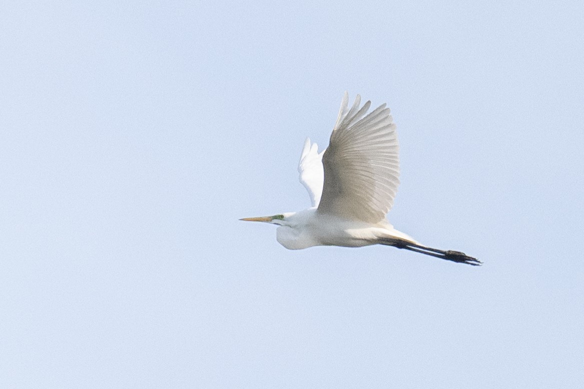 Цасч дэглий - ML617191034