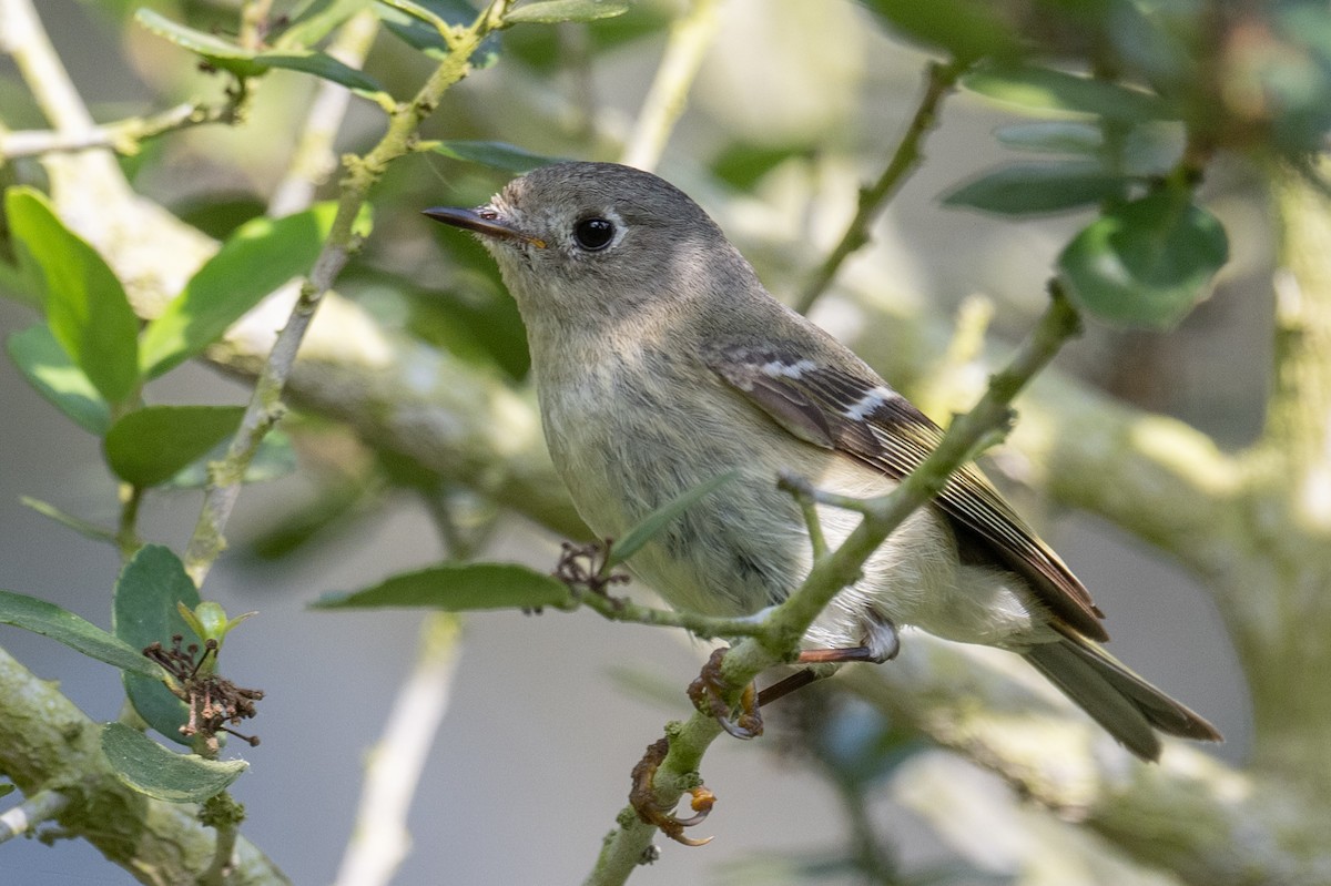 Ruby-crowned Kinglet - ML617191049