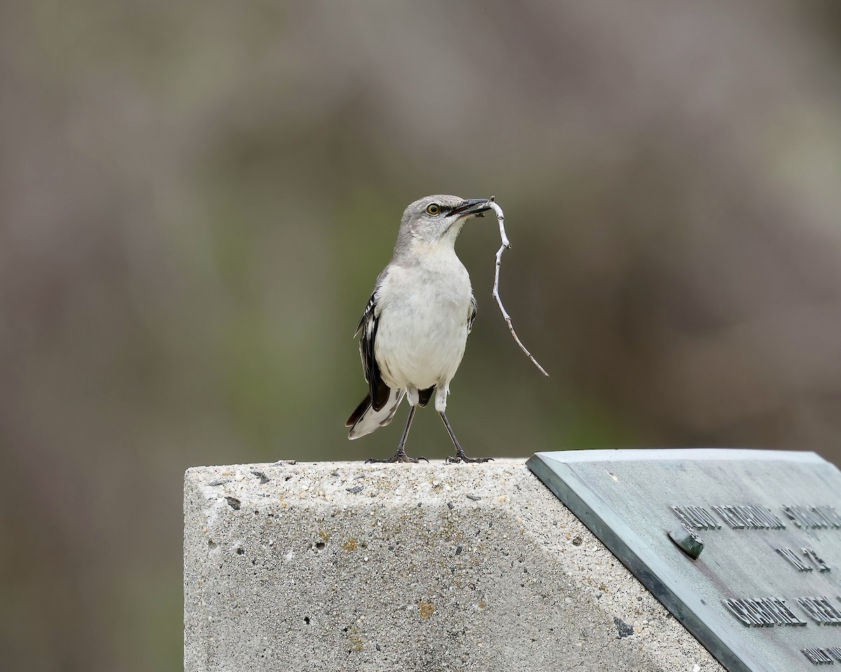 Northern Mockingbird - ML617191050